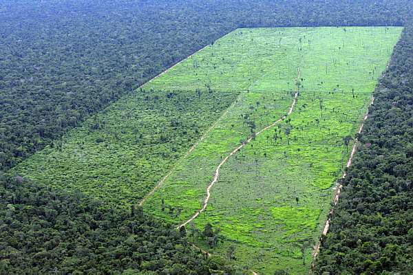 Desmatamento na Floresta Amazônica volta a crescer após 4 anos