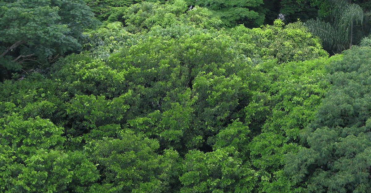 Dia da Árvore no Parque Estadual Campos do Jordão